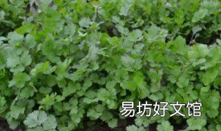 10月下旬还能种植香菜吗 香菜十一月份可以种吗