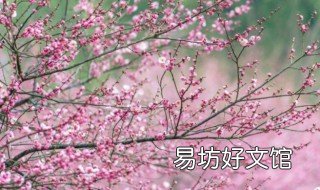 梅花种植技术 梅花种植技术要点