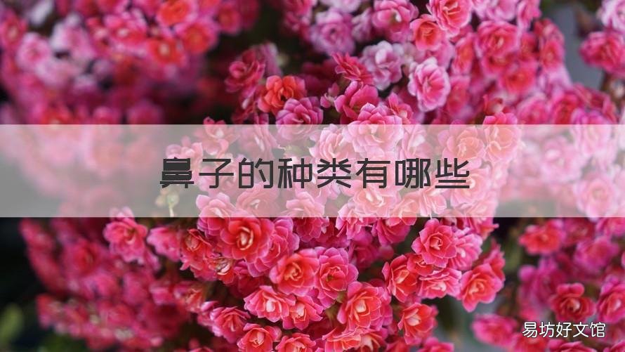 鼻子的种类有哪些 鼻子有几种类型