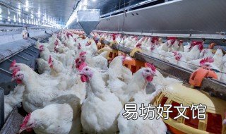 45天速成鸡饲料配方 四十天的小鸡饲料配方