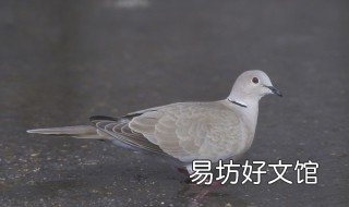 怎么分辨斑鸠公和母 斑鸠是怎么区别公和母的?
