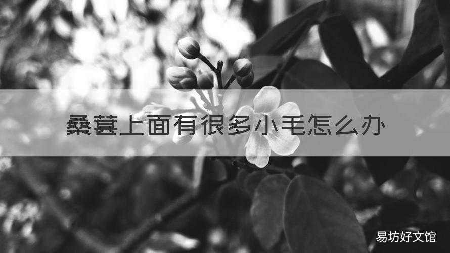 桑葚上面有很多小毛怎么办 桑葚长毛是怎么回事