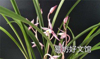 兰花焦尖的原因与防治 兰花焦尖的原因与防治维生素B12