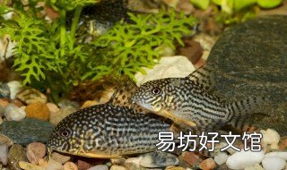 清道夫鱼鱼缸清理效果 清道夫清理鱼缸有用吗