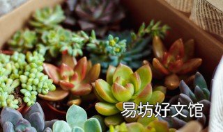 多肉多少度就安全了 多肉怕多少温度