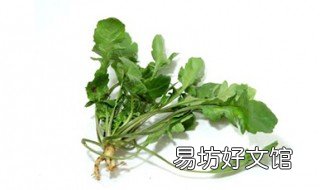 荠菜有什么副作用 荠菜有什么副作用吗