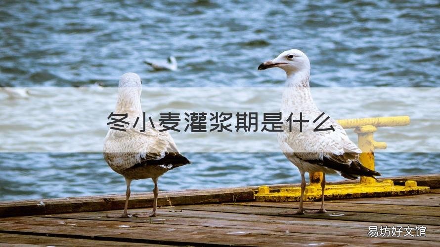 冬小麦灌浆期是什么 小麦灌浆期具体时间