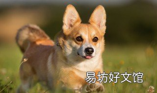 一岁柯基吃多少狗粮 柯基幼犬一天吃多少克狗粮