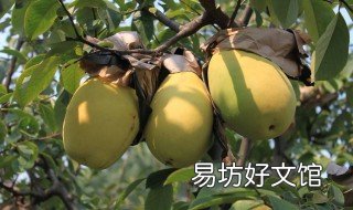 芒果和木瓜的区别 芒果是木瓜吗