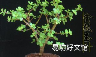 金枝玉叶玉树怎样修剪 金枝玉叶怎么修剪成树形