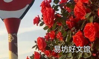 树状月季的优缺点 灌木月季优缺点