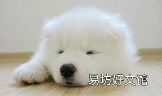 小型萨摩耶能长多大 小版萨摩耶能长多大
