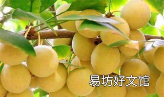 银杏是水果吗 银杏是水果类吗?