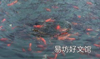 豆腐渣喂鱼的正确方法 豆腐渣喂鱼会引起鱼什么病