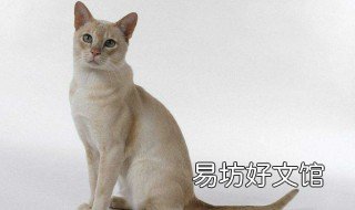 东奇尼饲养方法