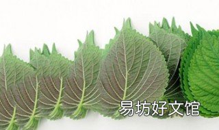 苏子叶的功效 苏子叶的功效和用法