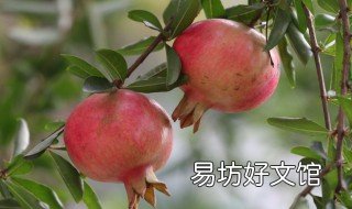 石榴什么月份最好吃 什么时候的石榴好吃