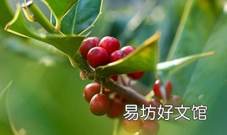 枸骨果泡酒的作用 枸骨叶泡酒的作用功效