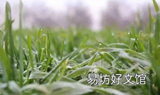 小麦叶子榨汁能喝吗 小麦榨汁喝的作用