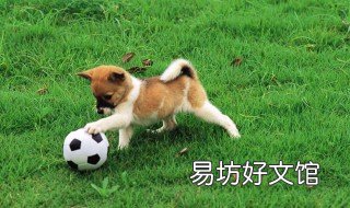 狗属于动物类吗 狗是哪一类动物