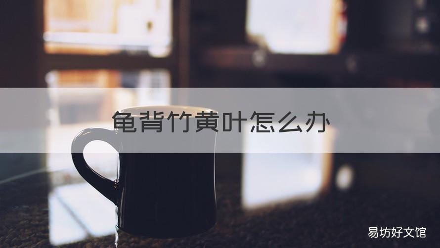 龟背竹黄叶怎么办 龟背竹叶片黄了怎么回事
