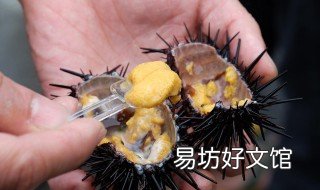 吃海胆的好处和禁忌 吃海胆有什么禁忌