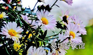 如何使菊花在春季开花 如何使菊花在春季开花更多