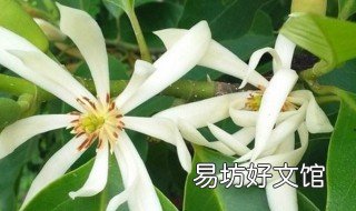 白兰花叶子的作用 白兰花功能与功效