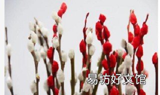 银柳太长如何插花瓶 银柳太长如何插花瓶里