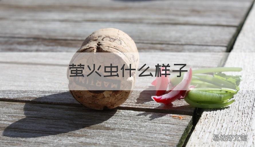 萤火虫什么样子 萤火虫成虫的样子