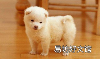 狗狗胆小怎么训练 狗狗胆小怎么办 狗狗胆小怎么训练