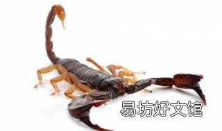 蝎子副作用与禁忌 蝎子的作用与副作用