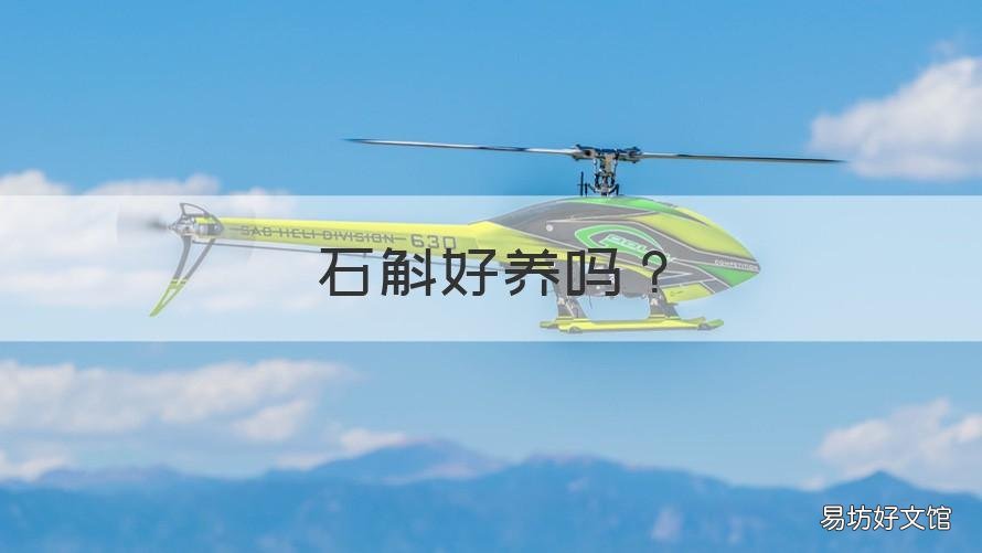 石斛好养吗 蜂腰石斛好养吗