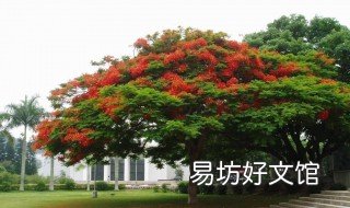 门前栽几棵树好 门前栽几棵树好吗