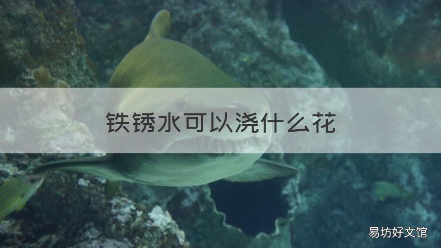 铁锈水可以浇什么花 铁锈水可以浇花吗?