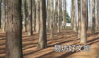 杉木的颜色 杉木的颜色 味道 年龄