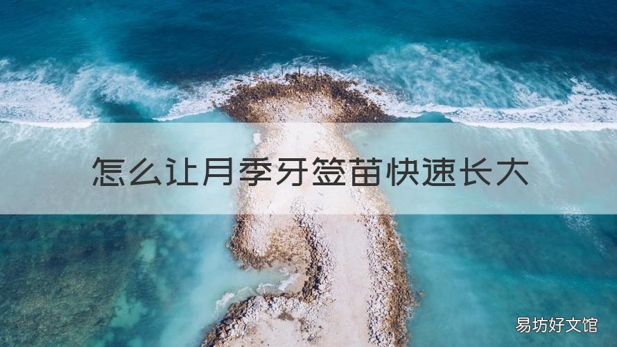 怎么让月季牙签苗快速长大 月季牙签苗修剪图解