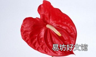 红掌一片叶子怎么水培 水培红掌叶子黄了怎么回事