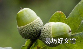 栎树和橡树的区别 栎木与橡木的区别
