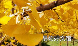 银杏叶怎么拍好看 银杏叶拍摄技巧