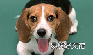 人能生狗吗 人能生狗宝宝吗