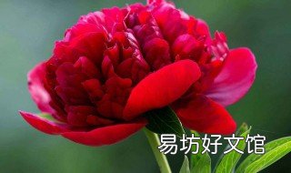 养牡丹花的禁忌 养牡丹花的禁忌有哪些