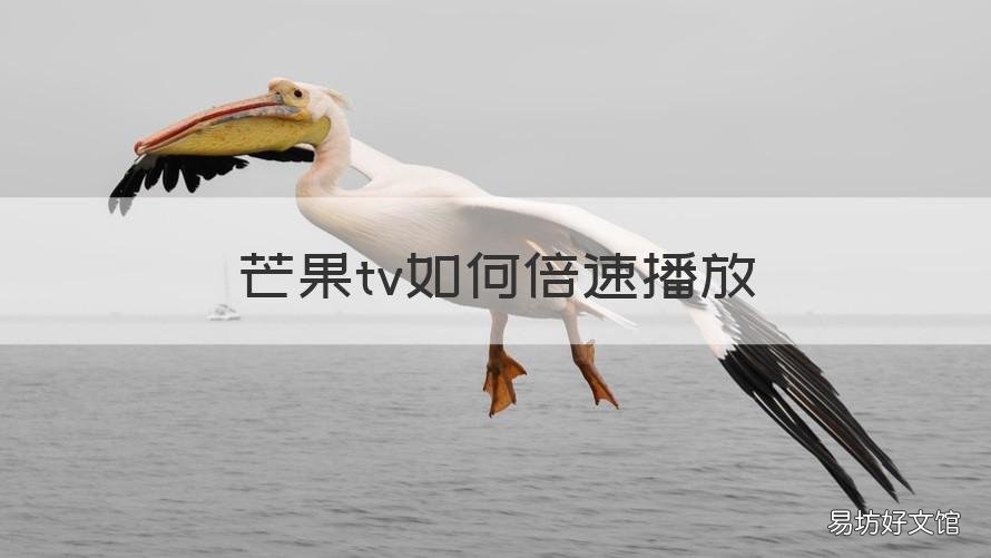 芒果tv如何倍速播放 芒果tv怎么加倍速播放