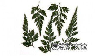乌蕨的功效与作用 乌蕨的功效与作用及禁忌