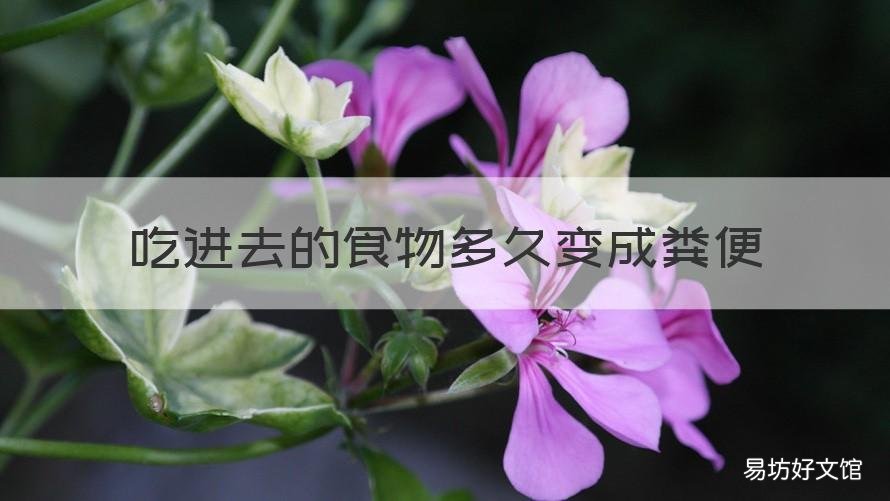 吃进去的食物多久变成粪便 吃过的食物多久会变成粪便