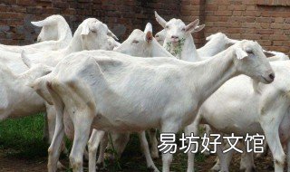 山羊怎么叫 山羊怎么叫的拟声词