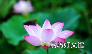 莲蓬的编法 莲蓬的编法教程