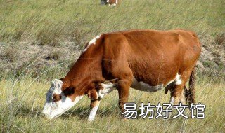 肉牛50天快速催肥配方是什么 肉牛催肥绝招牛饲料