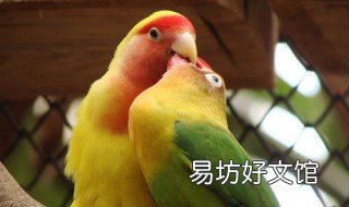 雜交出來的牡丹鳥能繁殖嗎 雜交出來的牡丹鳥能繁殖嗎圖片
