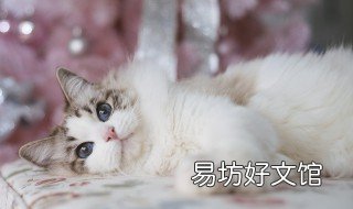 吸猫是什么意思 网络词吸猫是什么意思